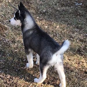 Meet your Posher, Hunter